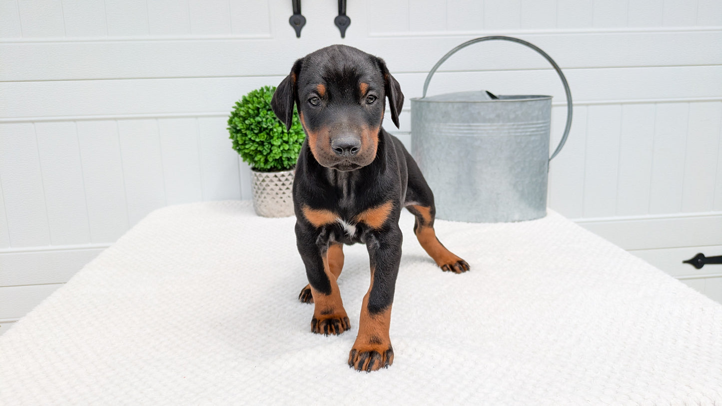 DOBERMAN PINSCHER (03/22) MALE