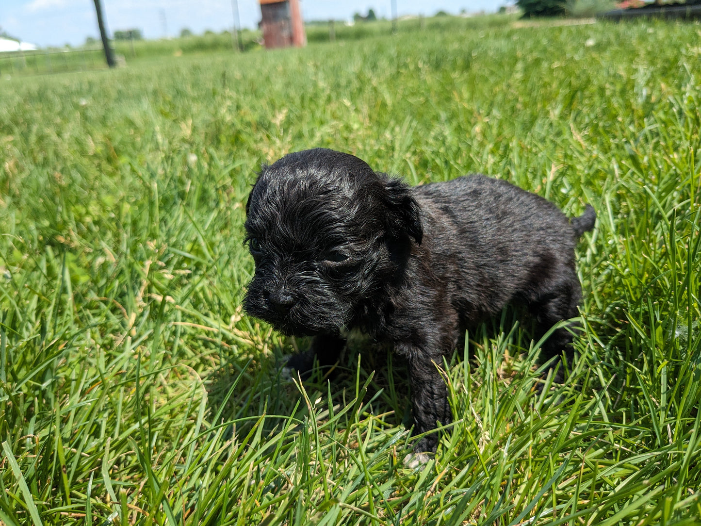 SHIH-POO (04/22) MALE