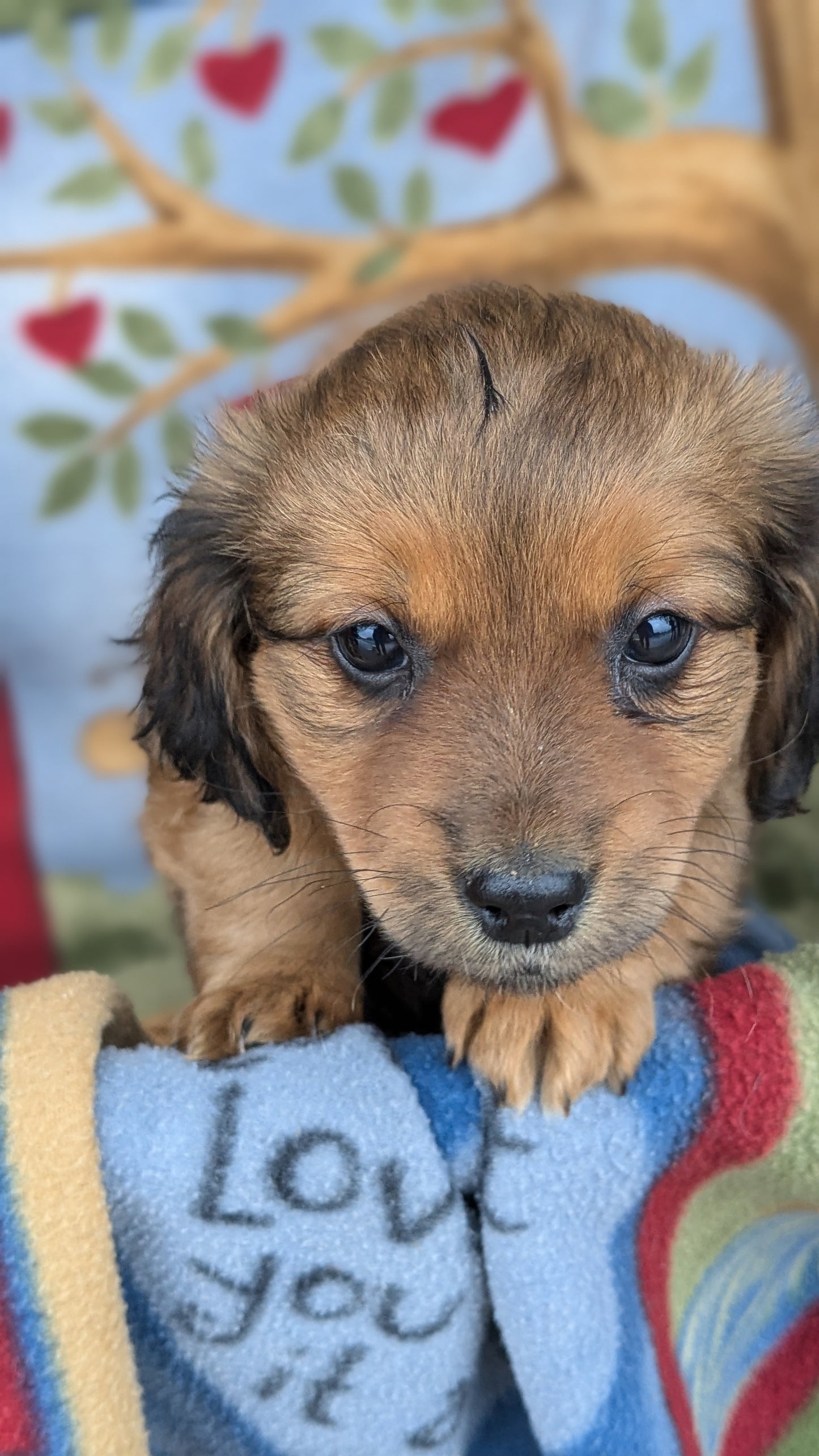 DACHSHUND (10/01) MALE