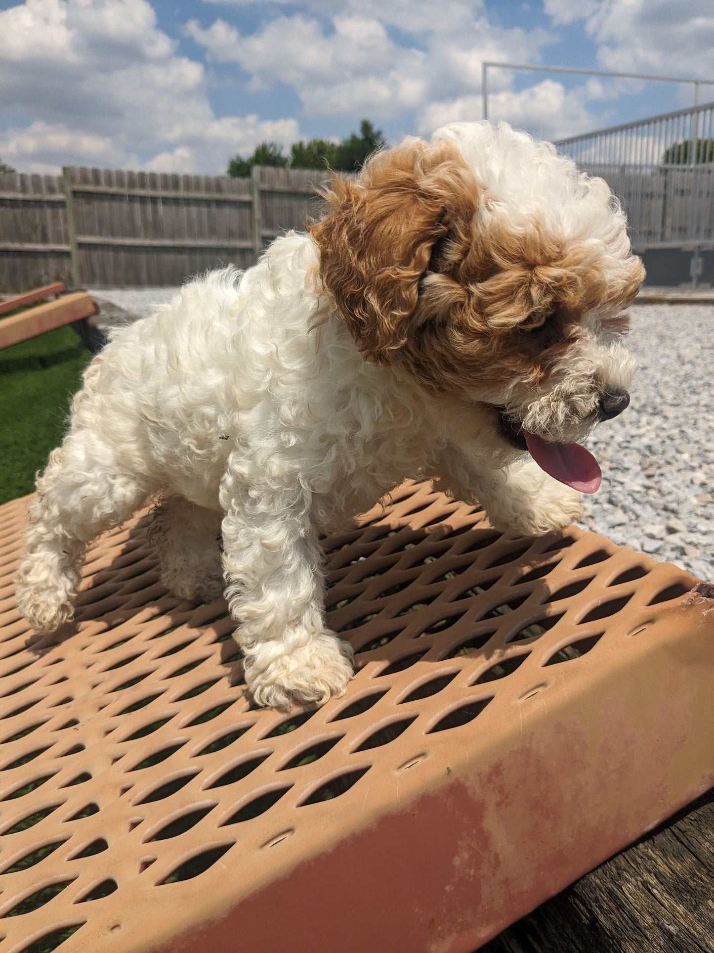 TOY POODLE (03/16) FEMALE