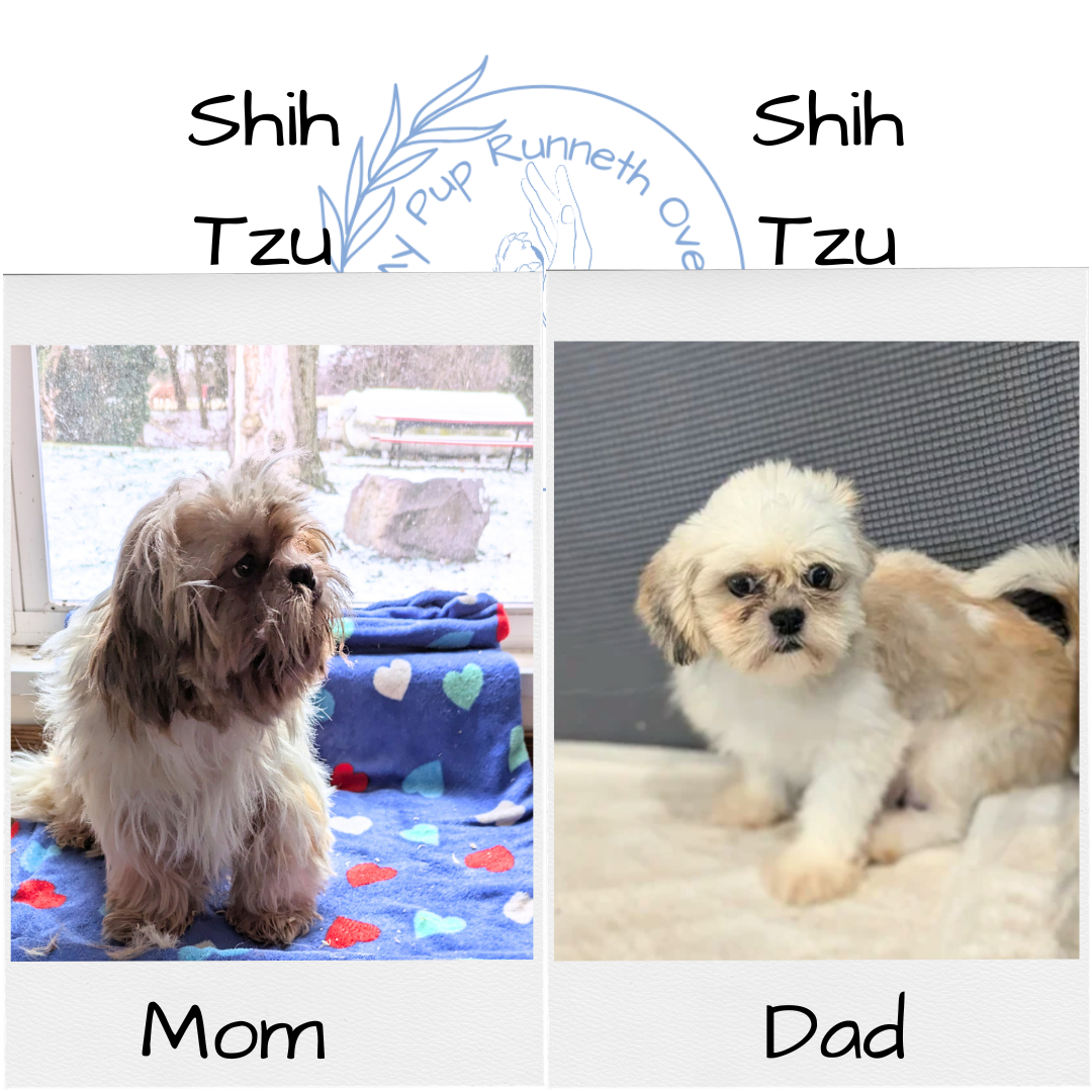 SHIH TZU (10/22) FEMALE