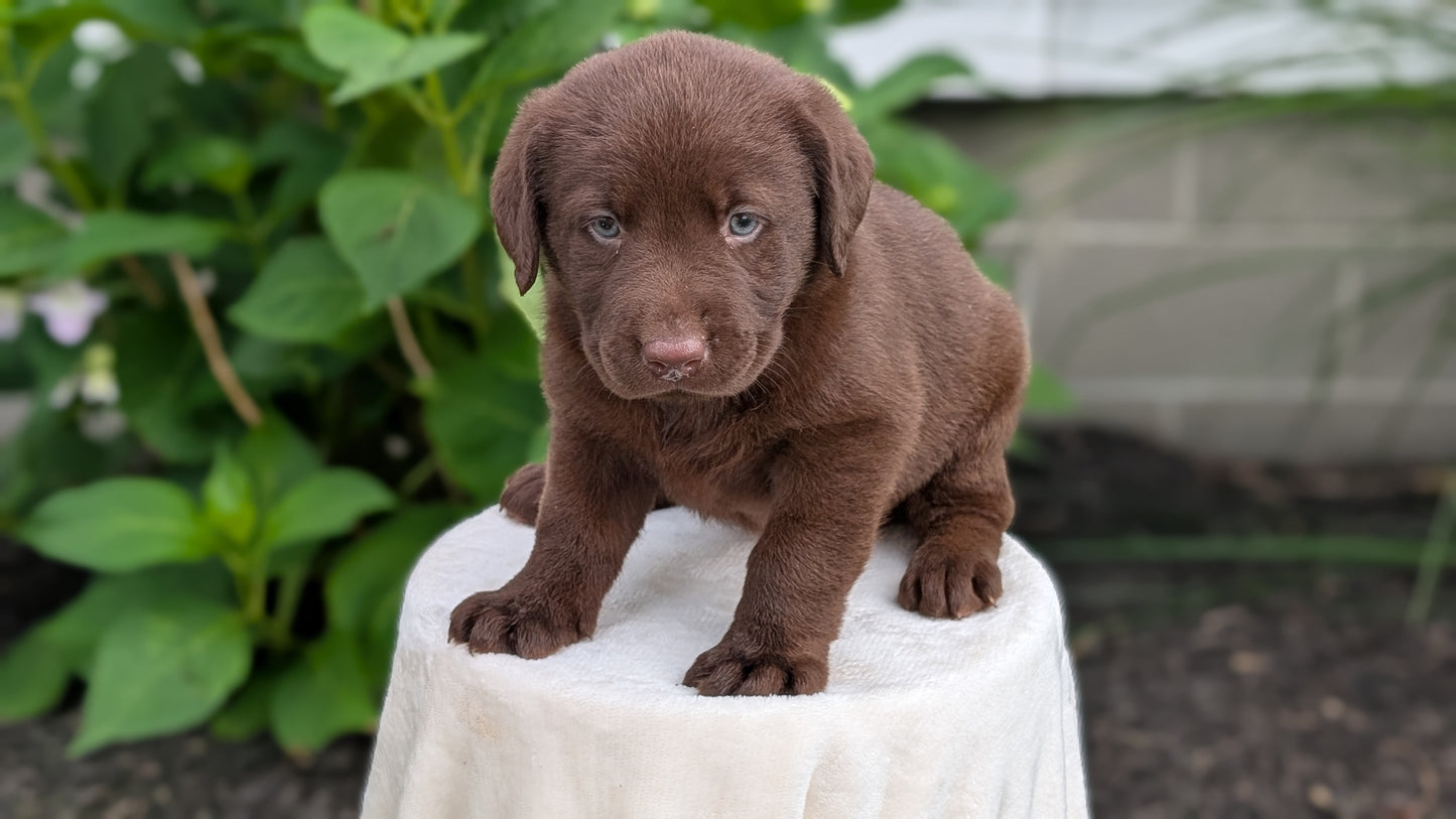 LABRADOR RETRIEVER (05/21) MALE