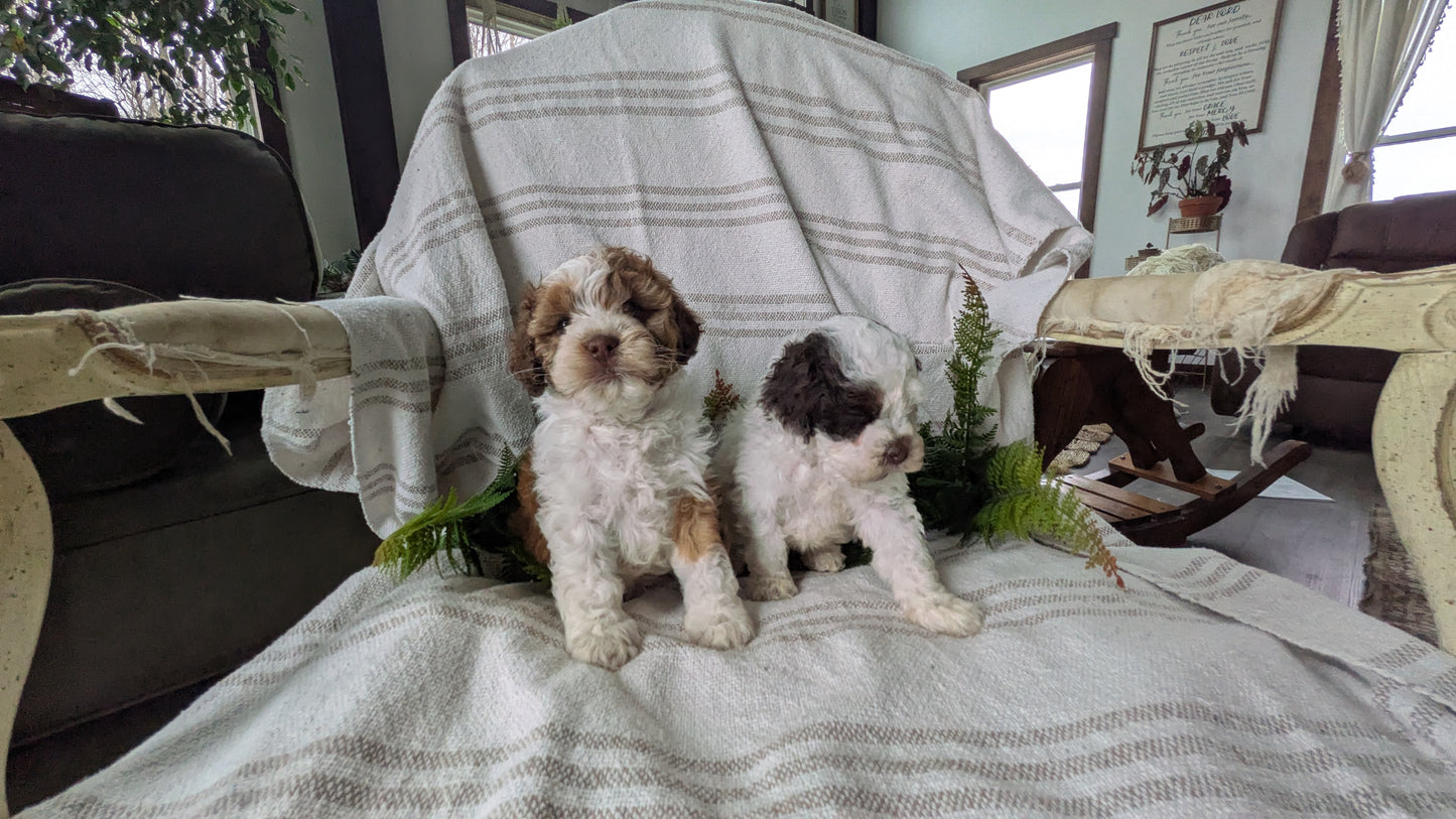 COCKAPOO (03/03) FEMALE
