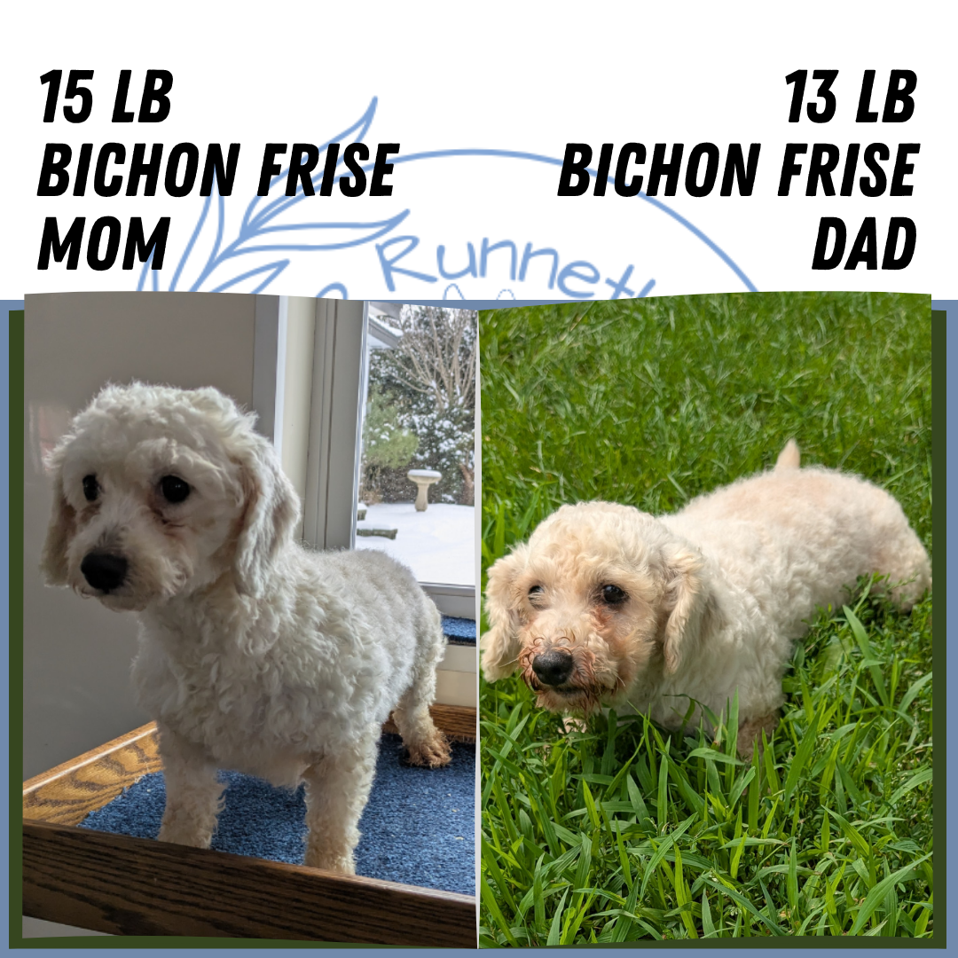 BICHON FRISE (06/19) FEMALE