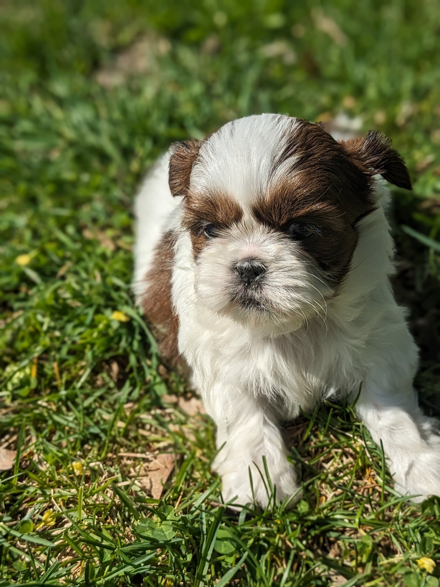 SHIH TZU (03/17) FEMALE