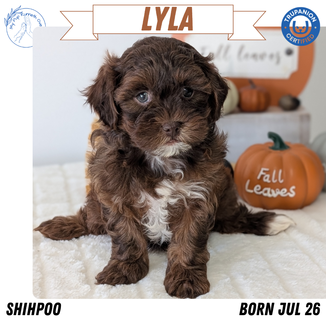 SHIHPOO (07/26) FEMALE