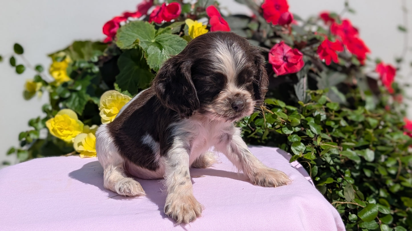 COCKER SPANIEL (07/16) MALE