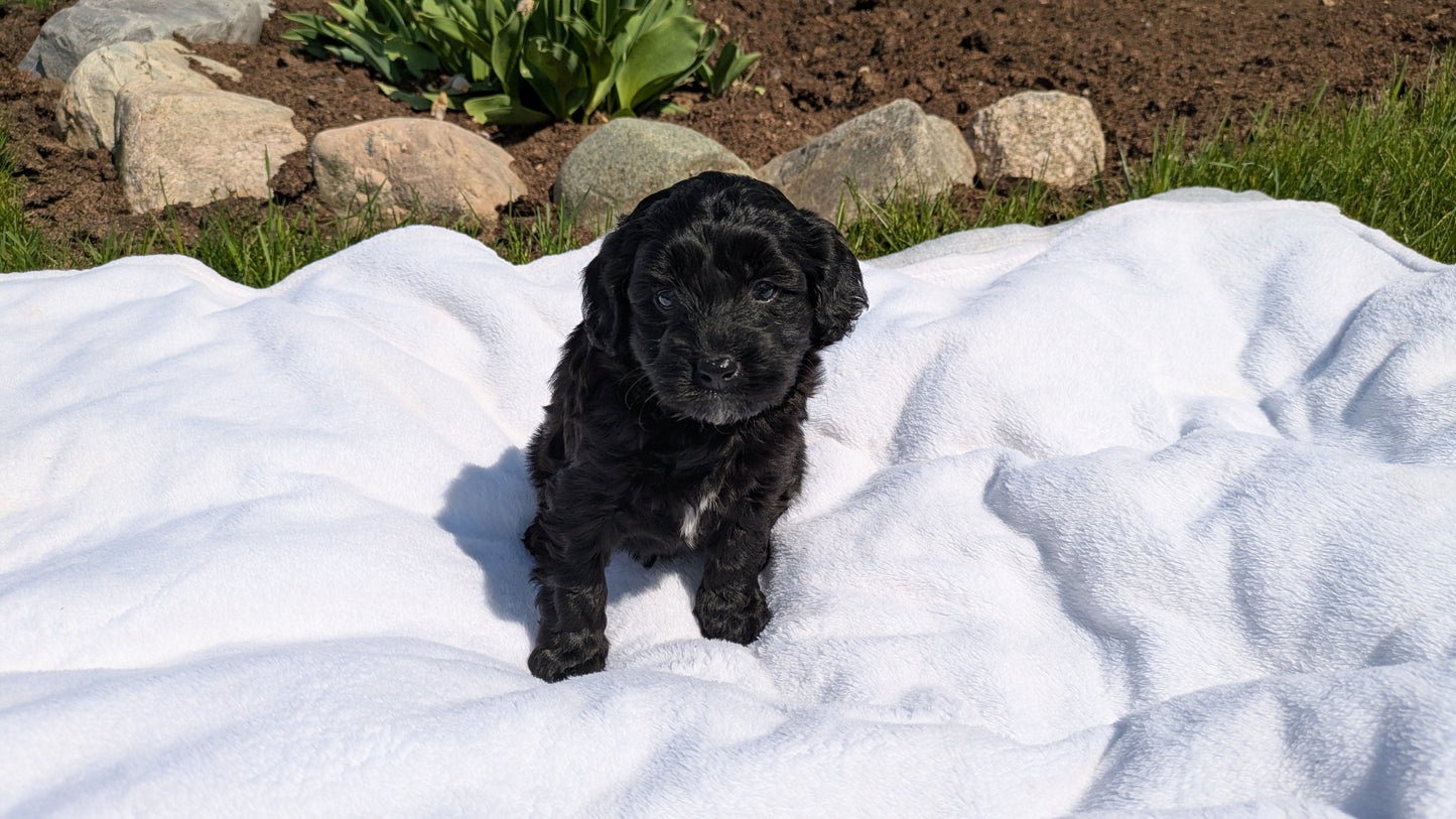 MINI BERNEDOODLE (03/30) MALE