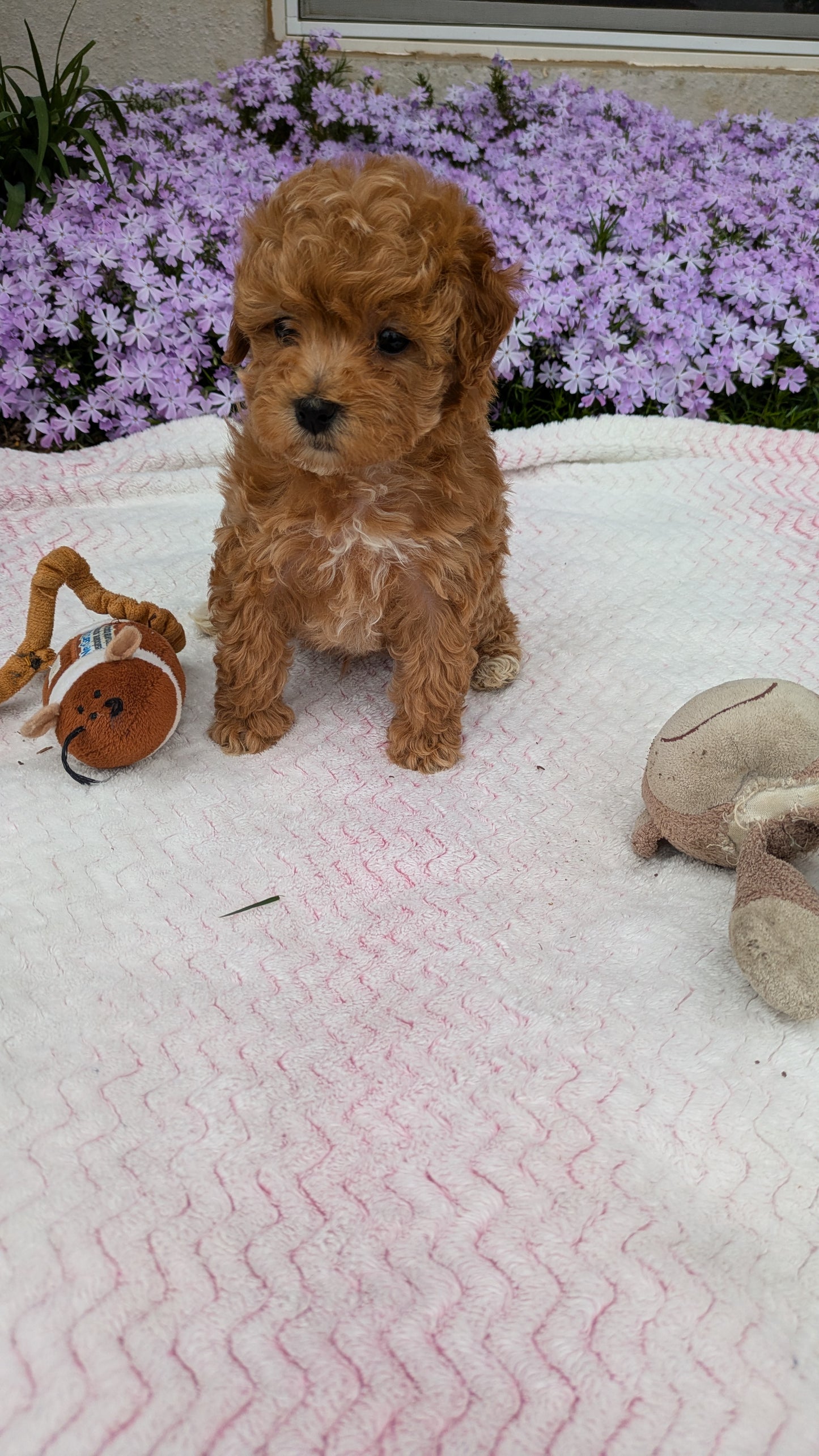 MALTIPOO (03/15) MALE
