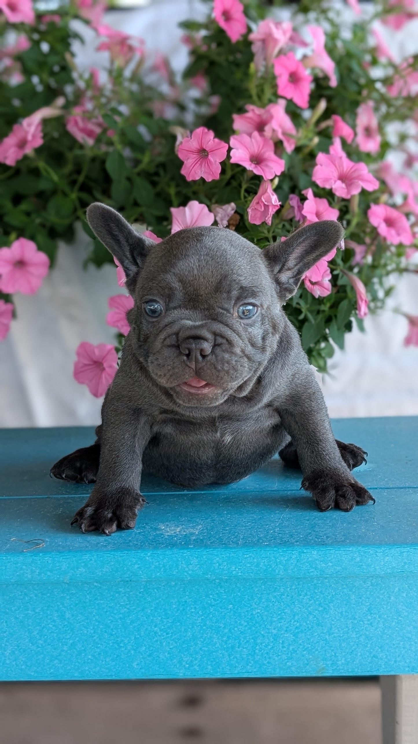 FRENCH BULLDOG (06/30) MALE