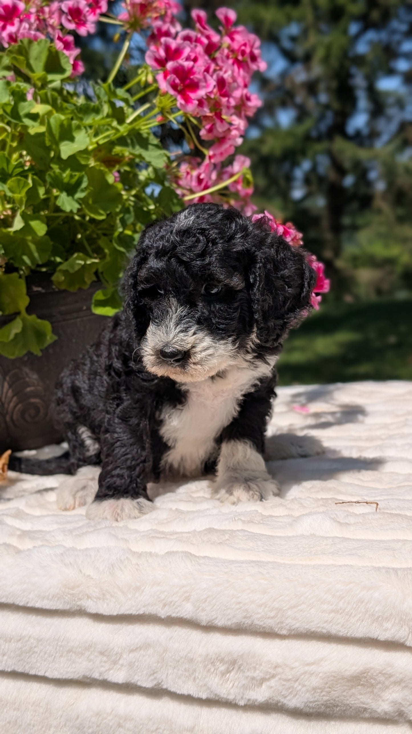 MINI BERNEDOODLE (06/11) FEMALE