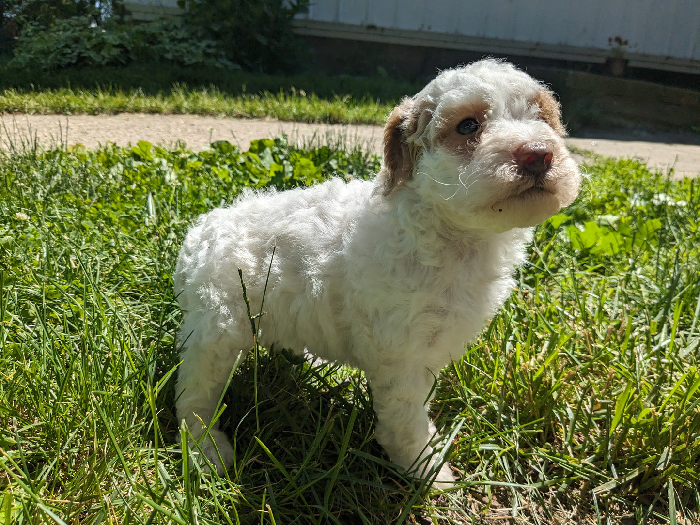 MINI POODLE (04/27) FEMALE