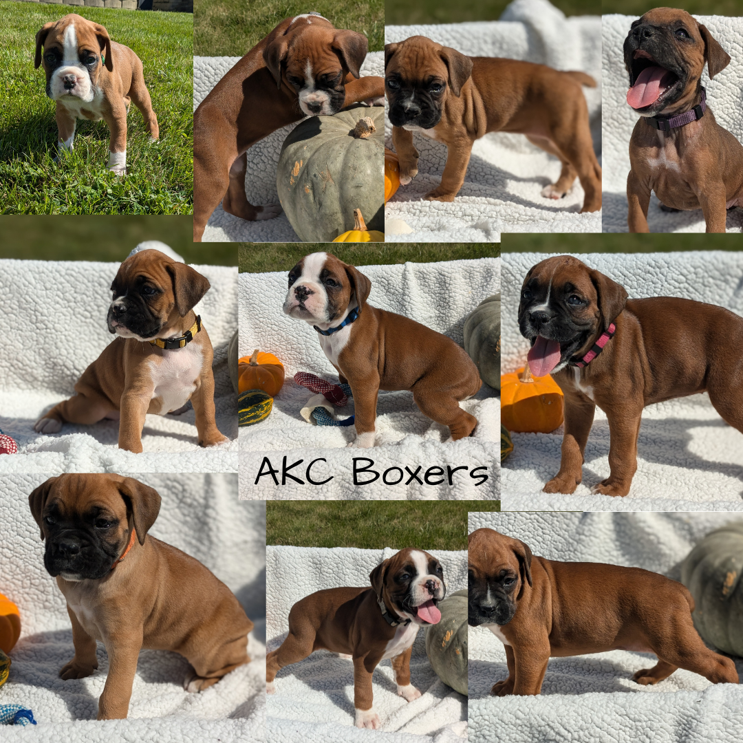 BOXER (08/27) MALE