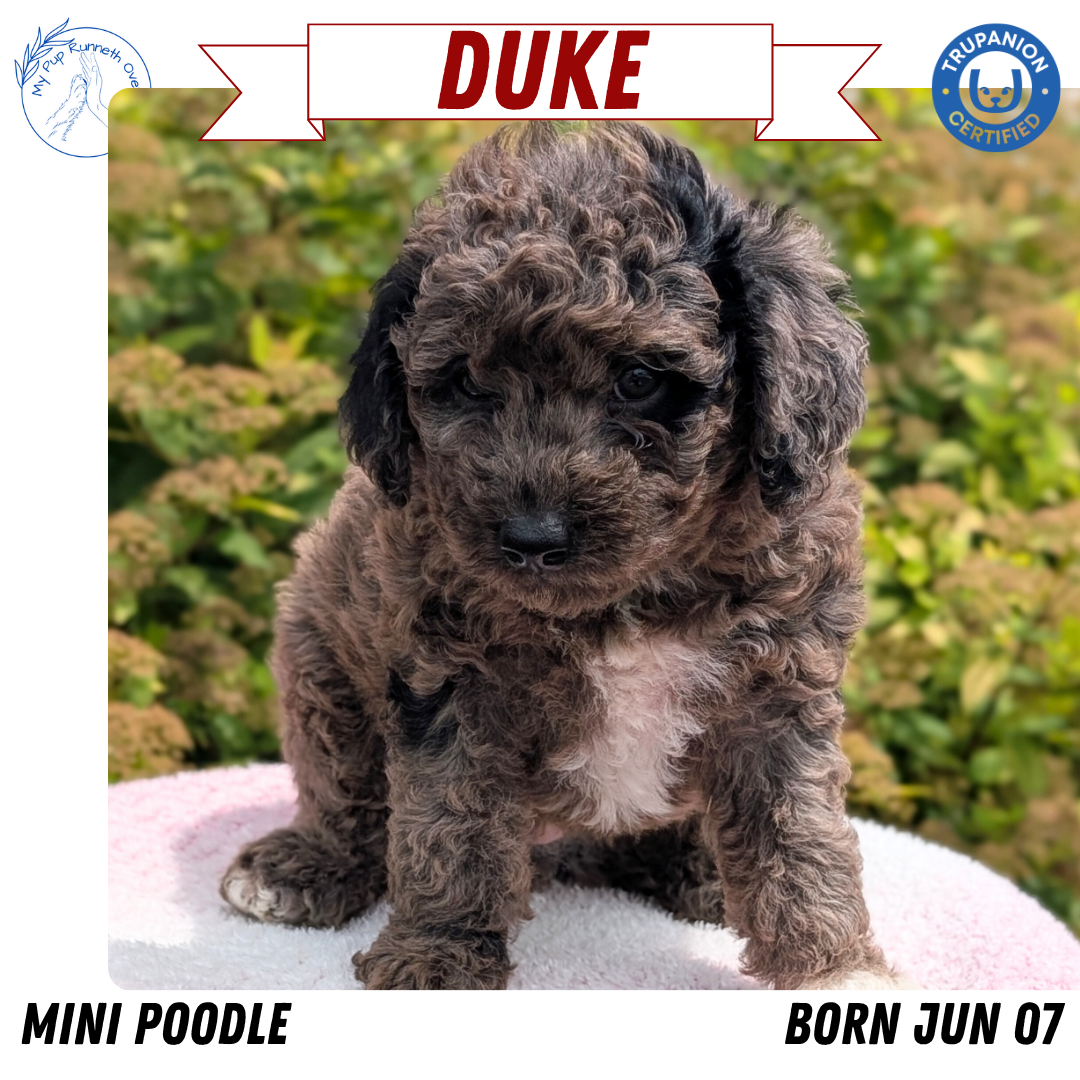 MINI POODLE (06/07) MALE