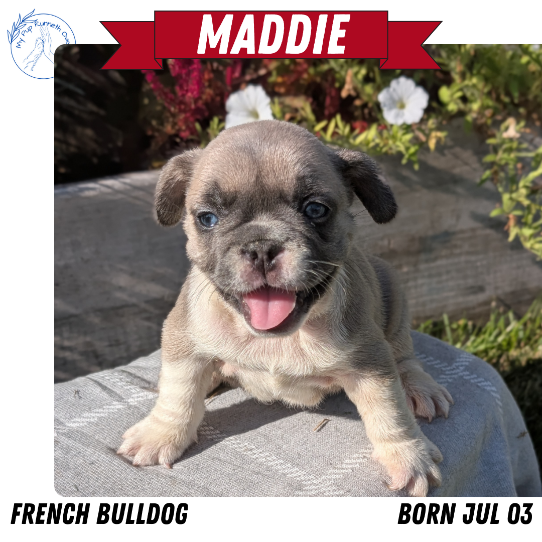FRENCH BULLDOG (07/03) FEMALE