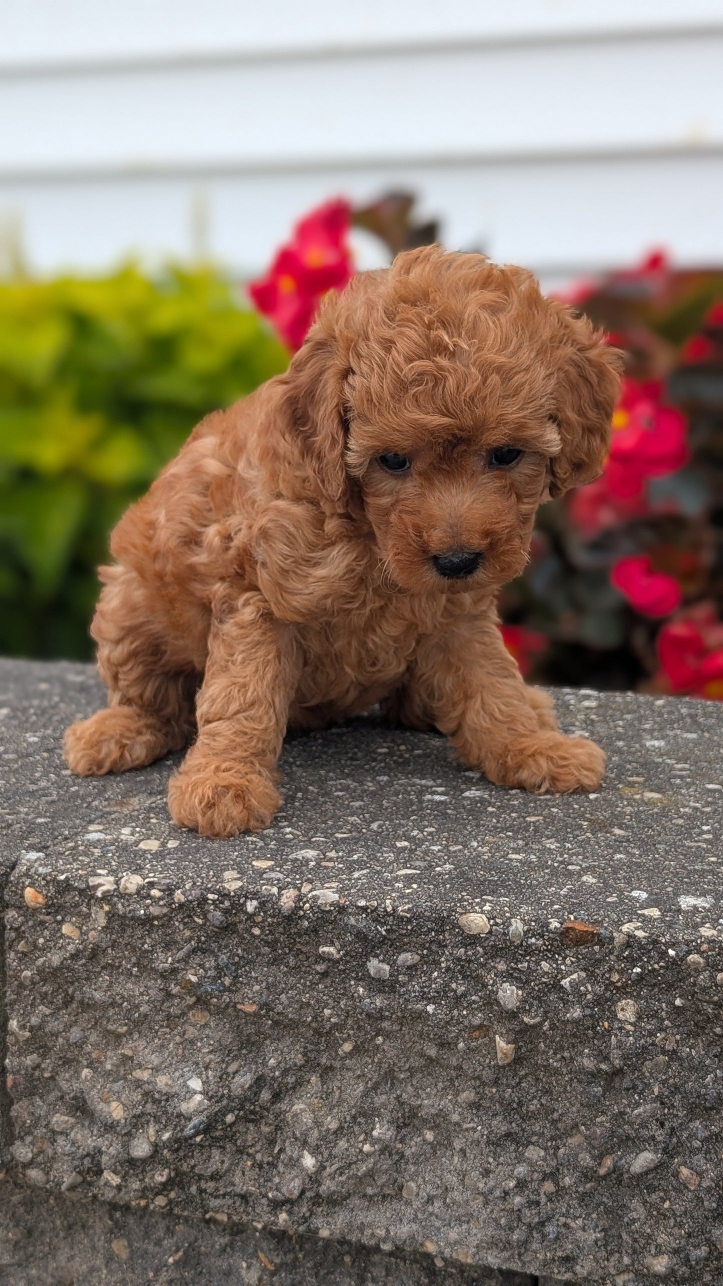 TOY POODLE (07/04) FEMALE