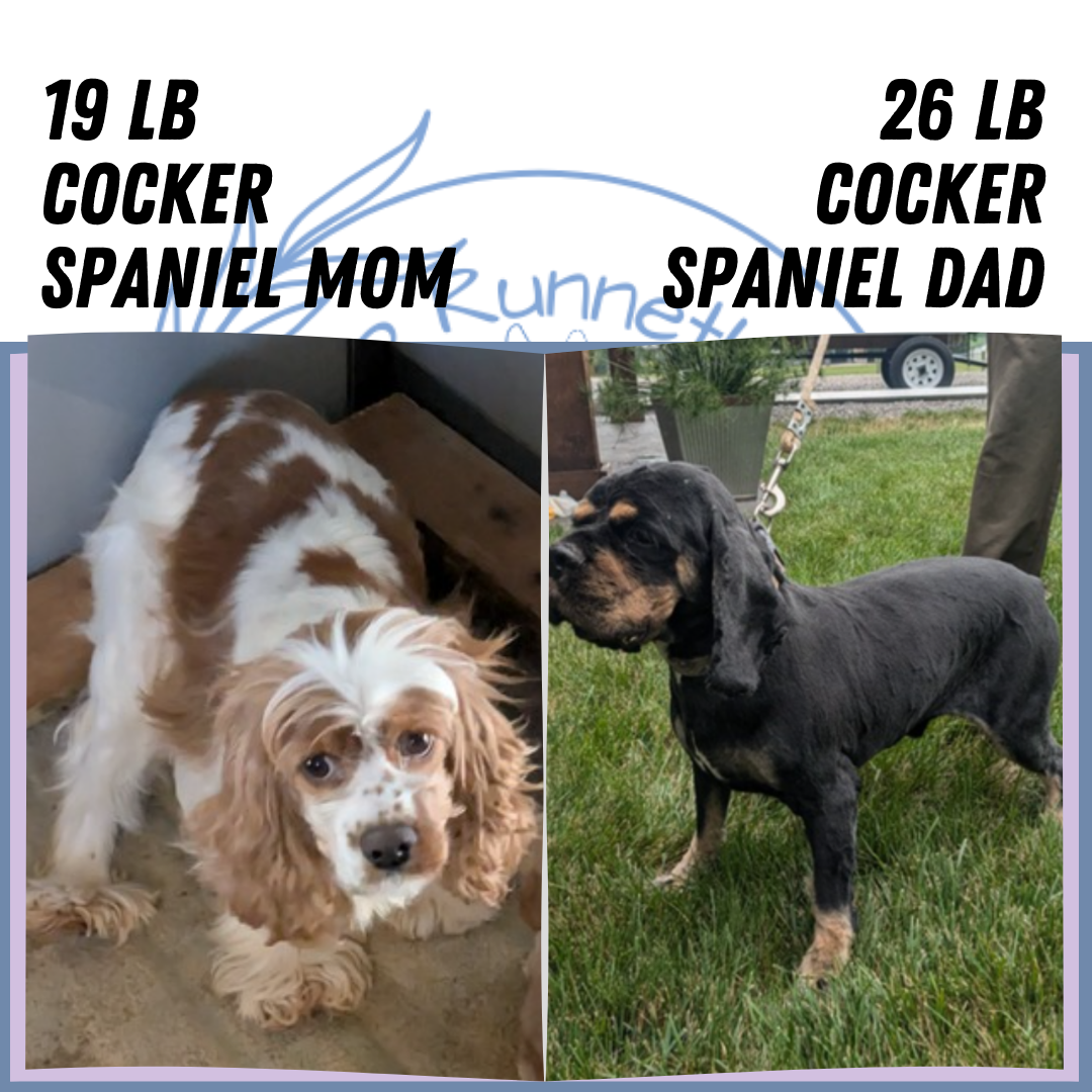 COCKER SPANIEL (07/16) FEMALE