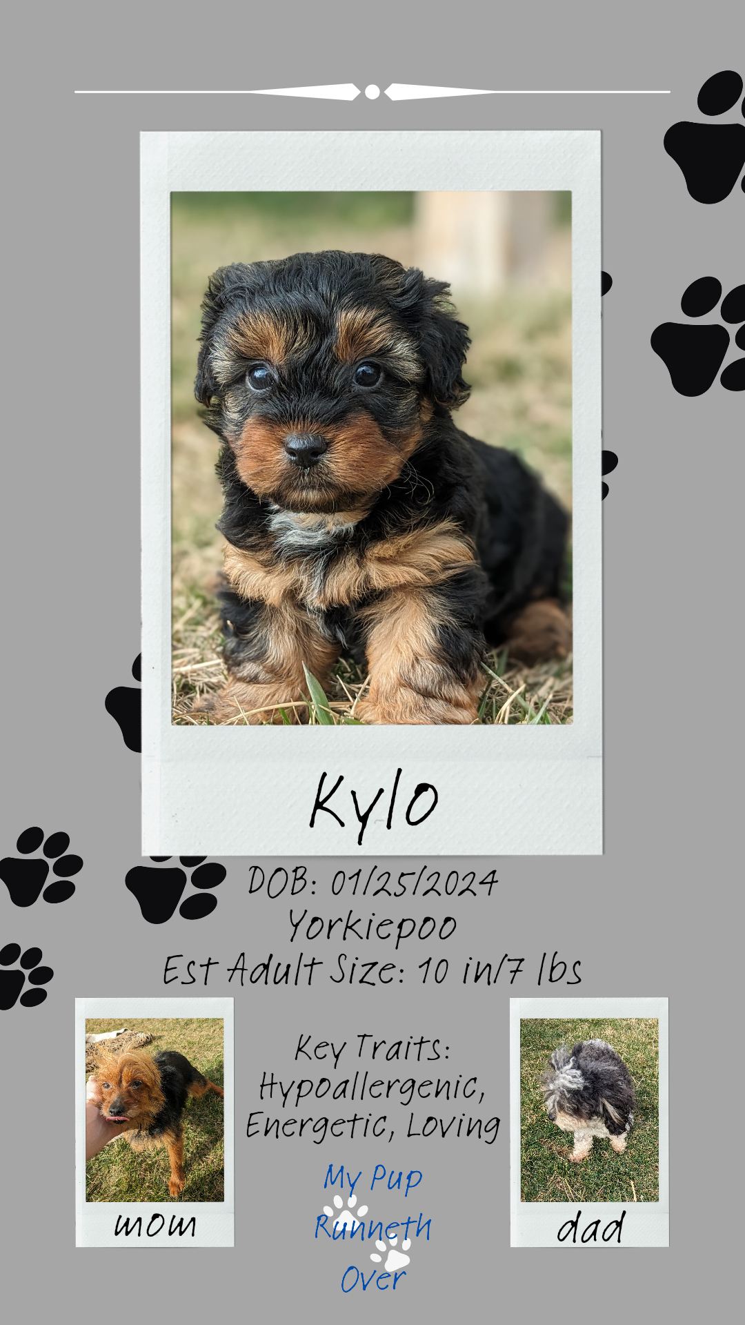 YORKIPOO (1/25) MALE