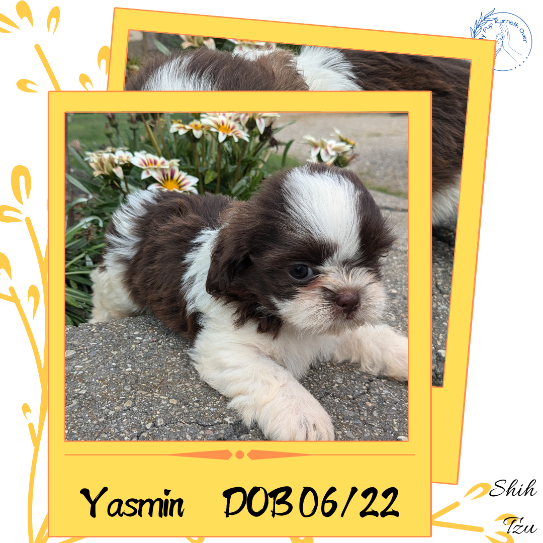 SHIH TZU (06/22) FEMALE