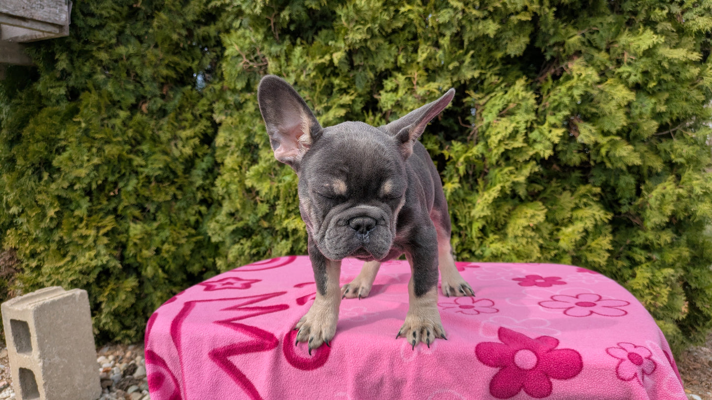 FRENCH BULLDOG (12/21) MALE