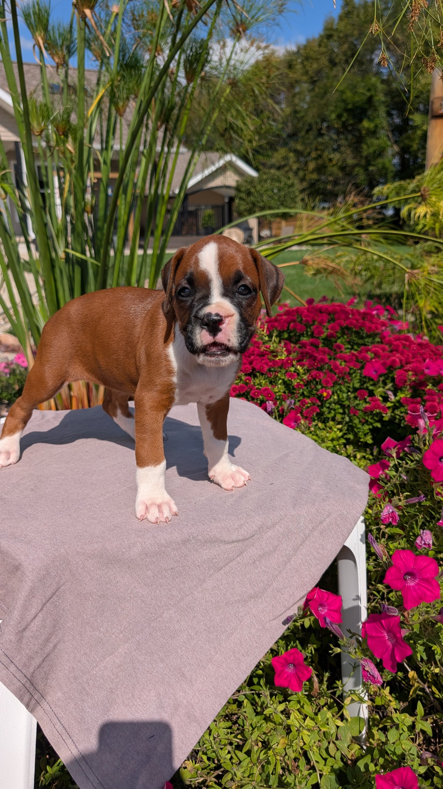 BOXER (08/20) FEMALE