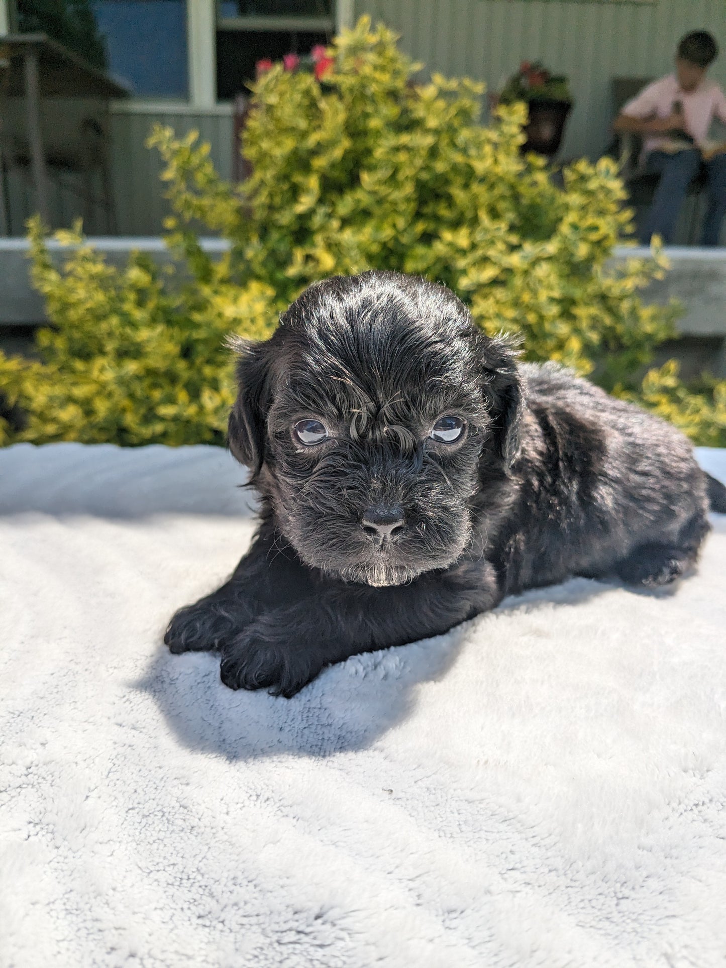 SHIH-POO (04/22) MALE