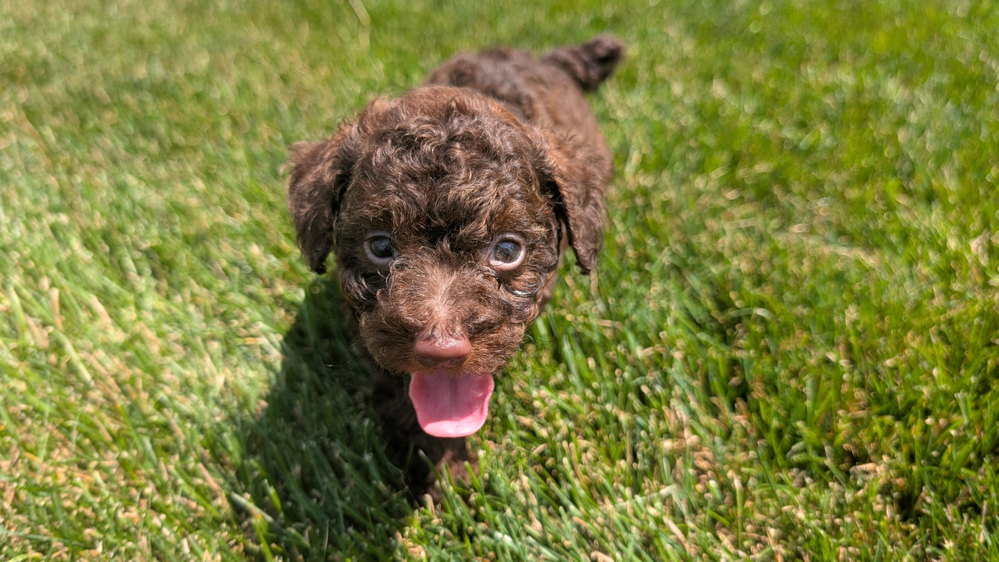 TOY POODLE (06/23) FEMALE