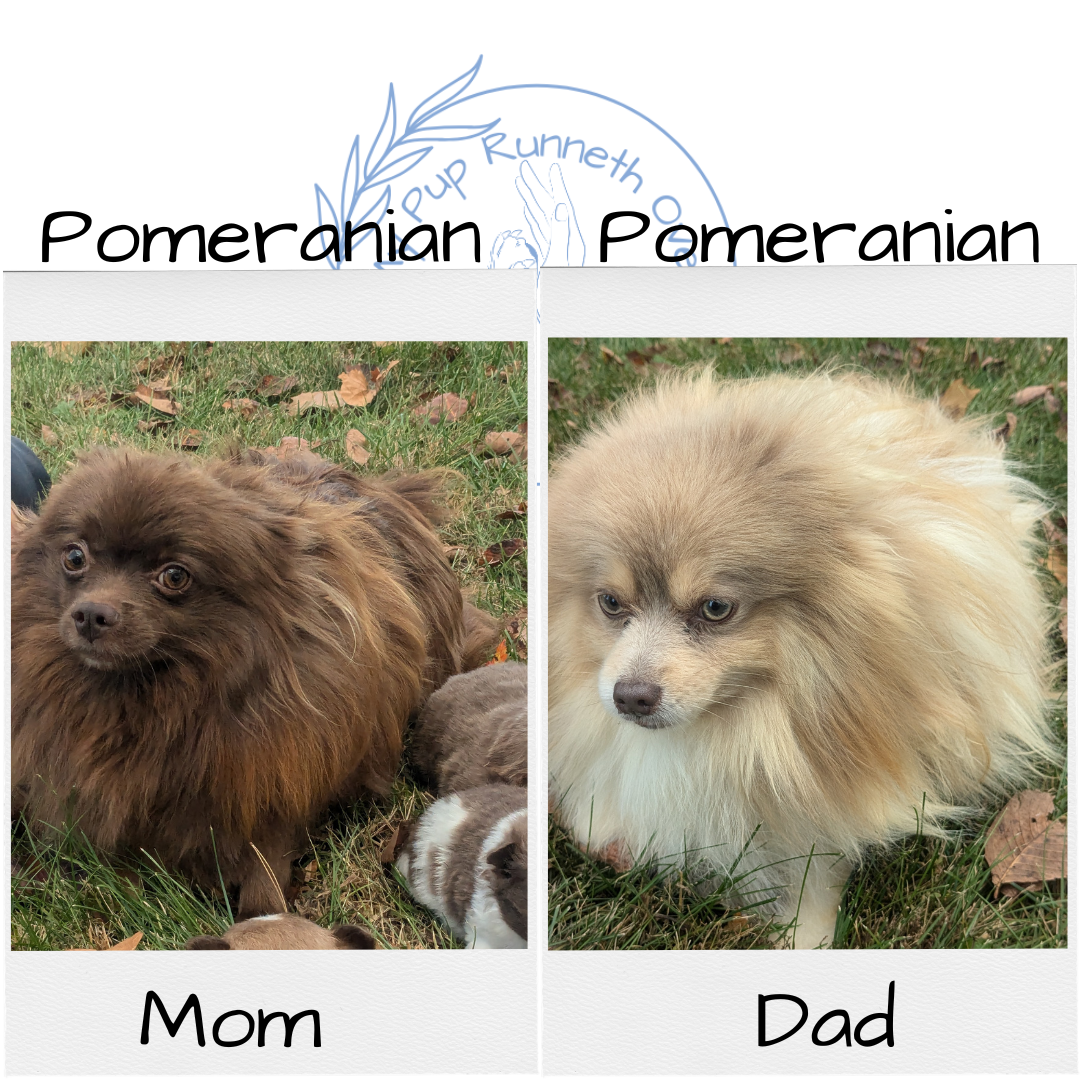 POMERANIAM (10/02) MALE