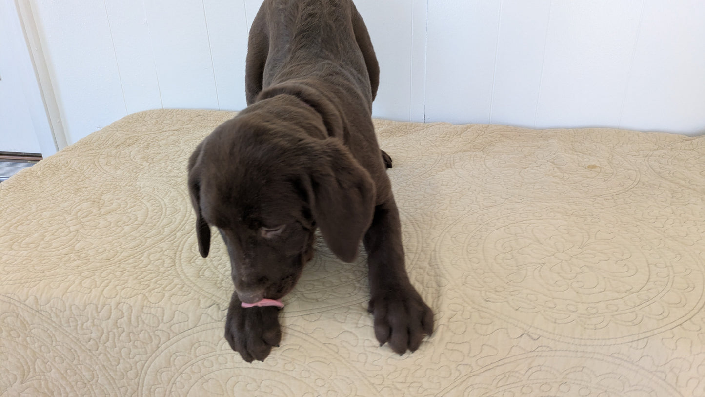 LABRADOR RETRIEVER (11/03) MALE