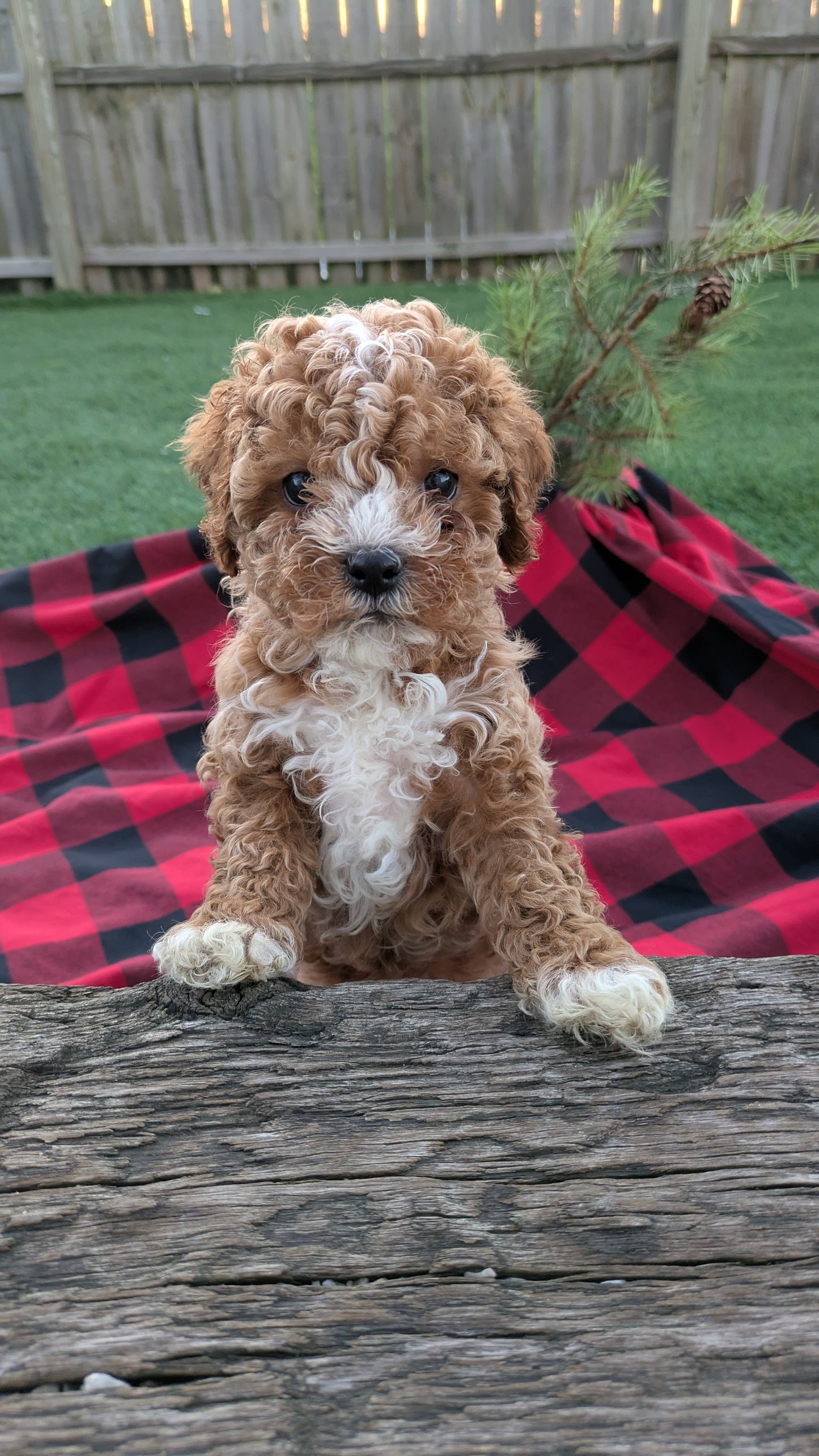 CAVAPOO (10/03) MALE