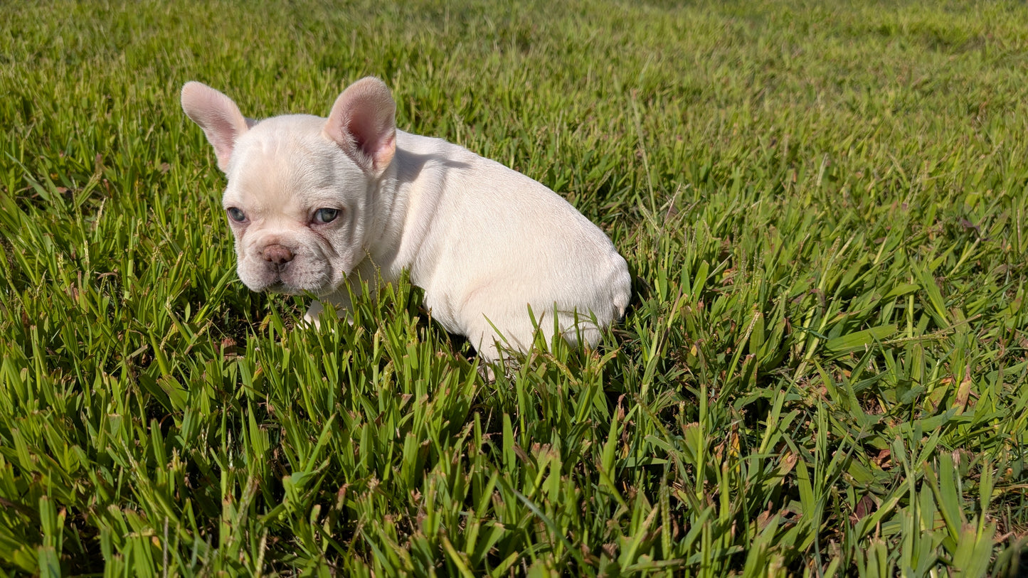 FRENCH BULLDOG (07/08) MALE