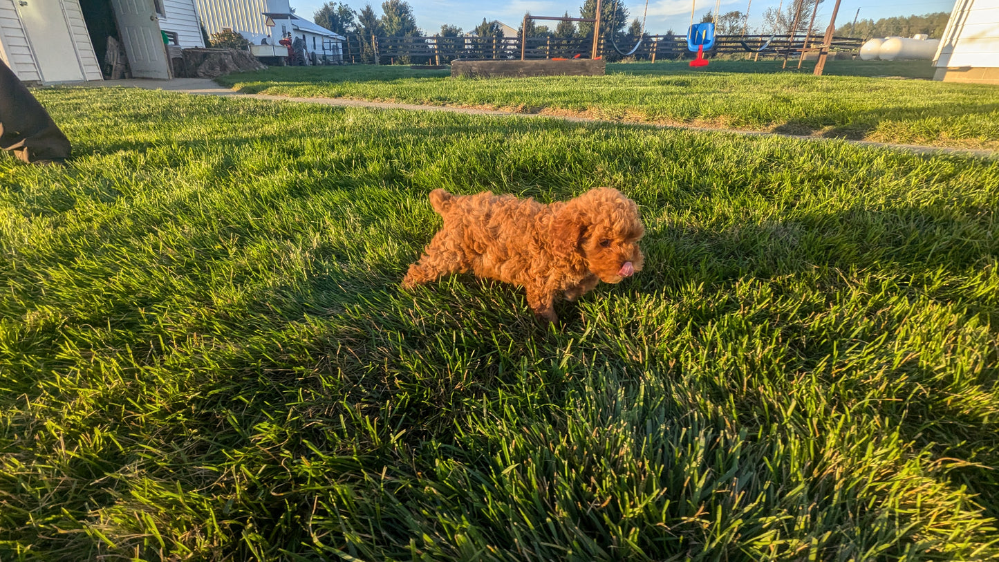 TOY CAVAPOO (07/30) FEMALE