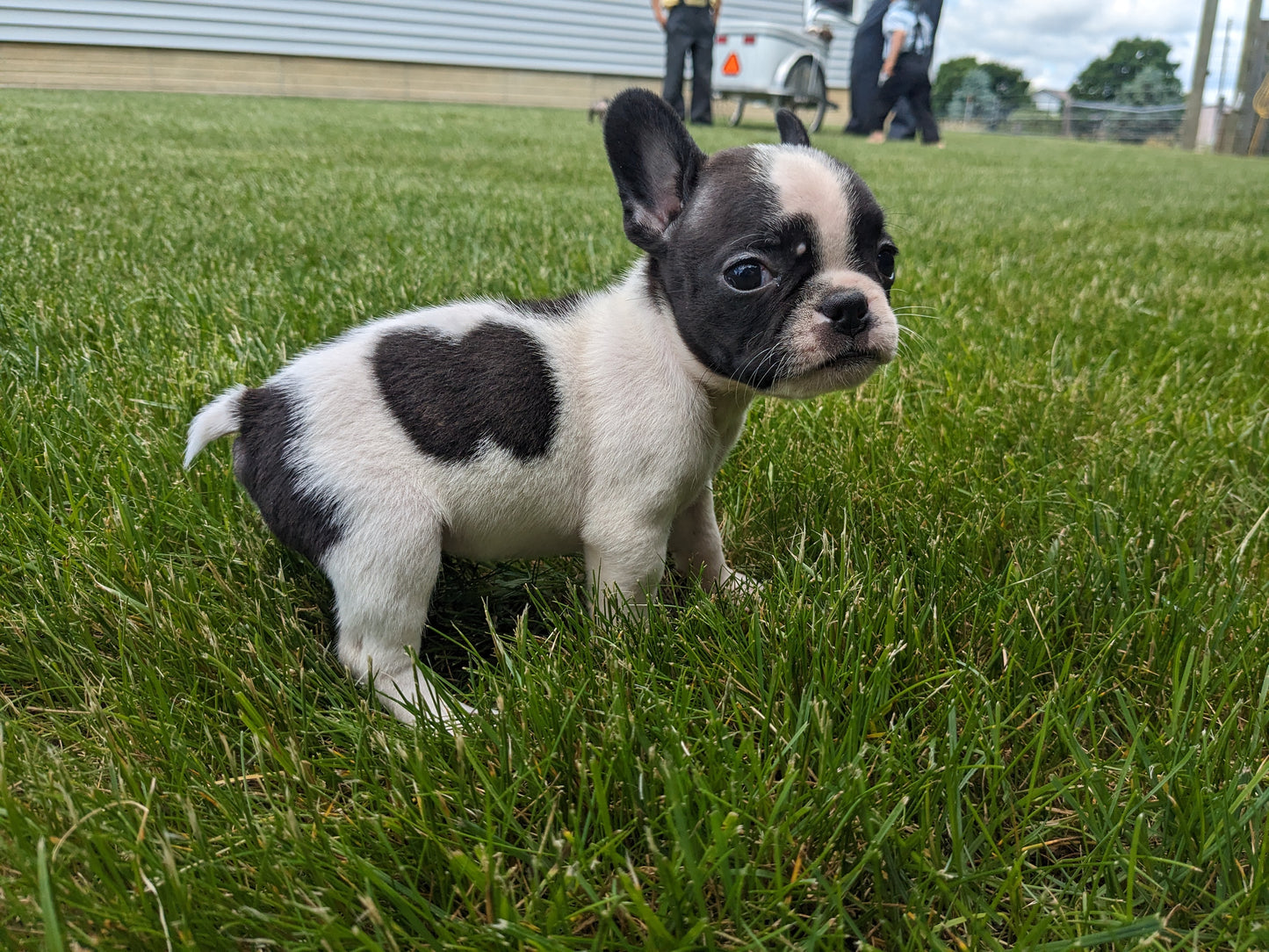 FRENCHTON (04/11) MALE
