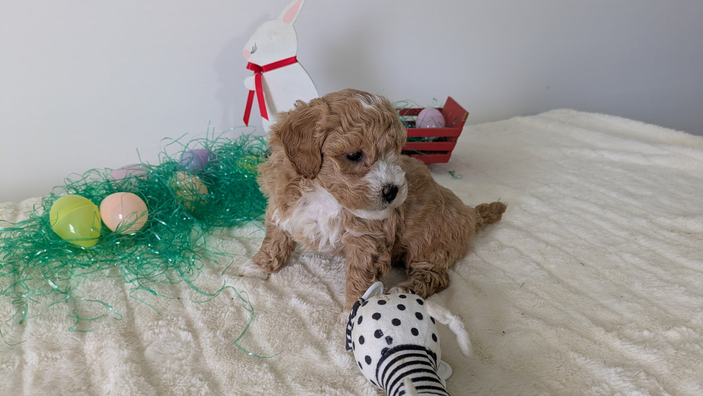 MINI GOLDENDOODLE (02/28) FEMALE