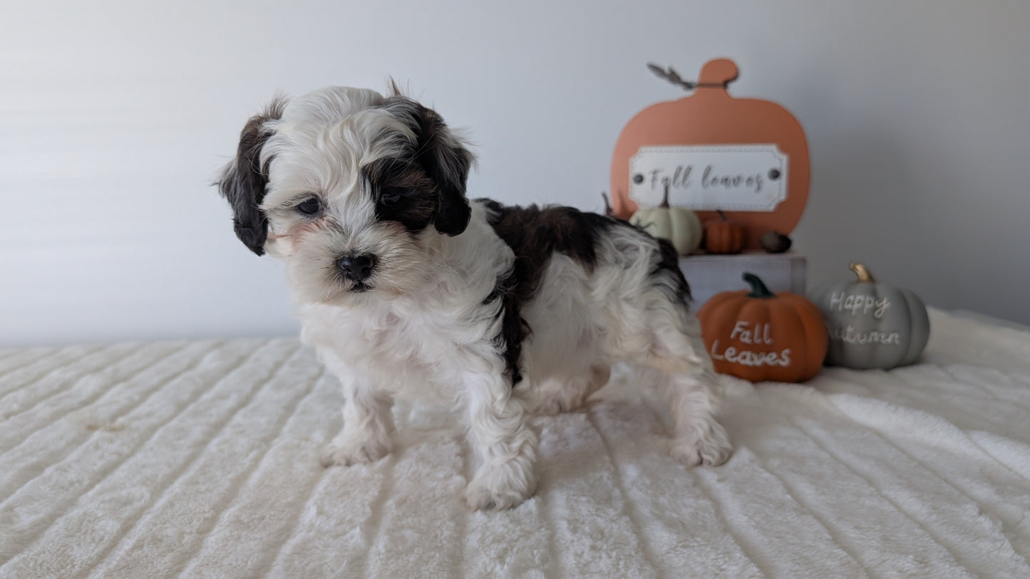 SHIHPOO (07/26) FEMALE
