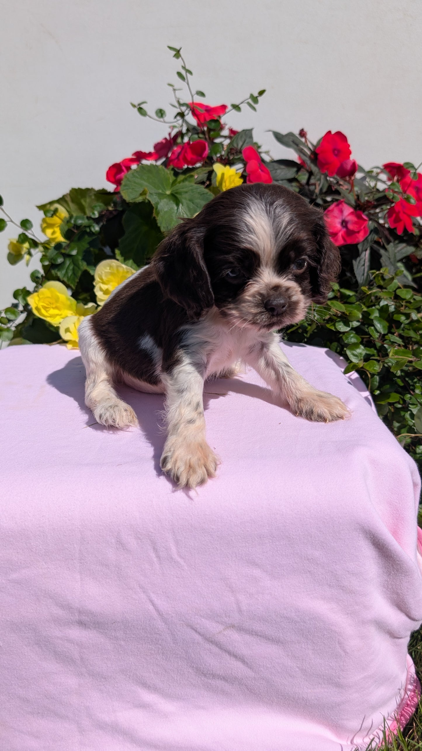 COCKER SPANIEL (07/16) MALE