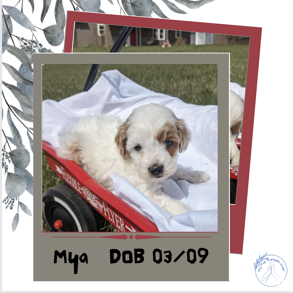 COCKAPOO (03/09) FEMALE