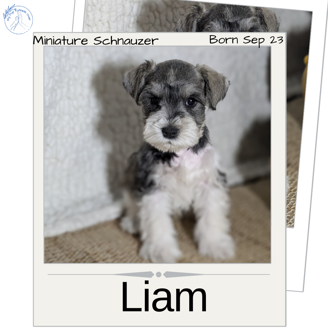 MINI SCHNAUZER (09/23) MALE