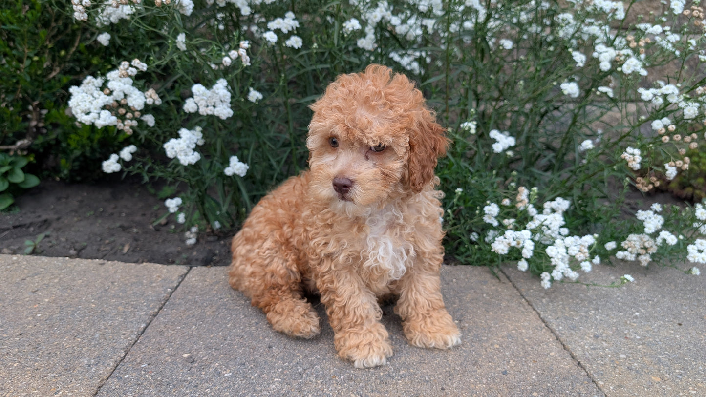 CAVAPOO (05/29) MALE