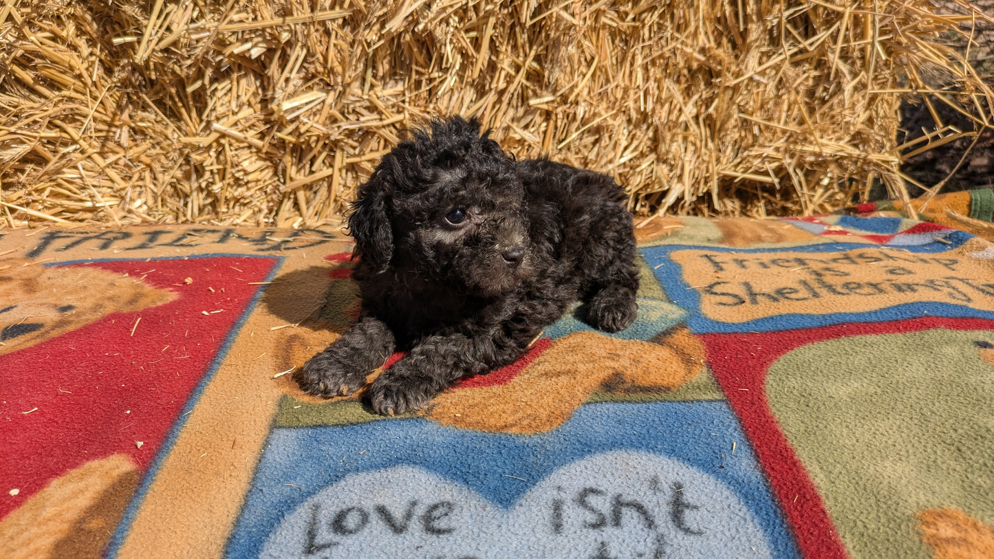 TOY POODLE (02/01) MALE