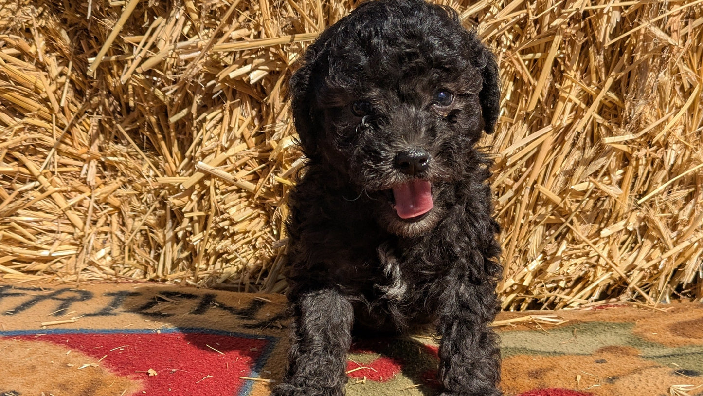 TOY POODLE (02/01) MALE