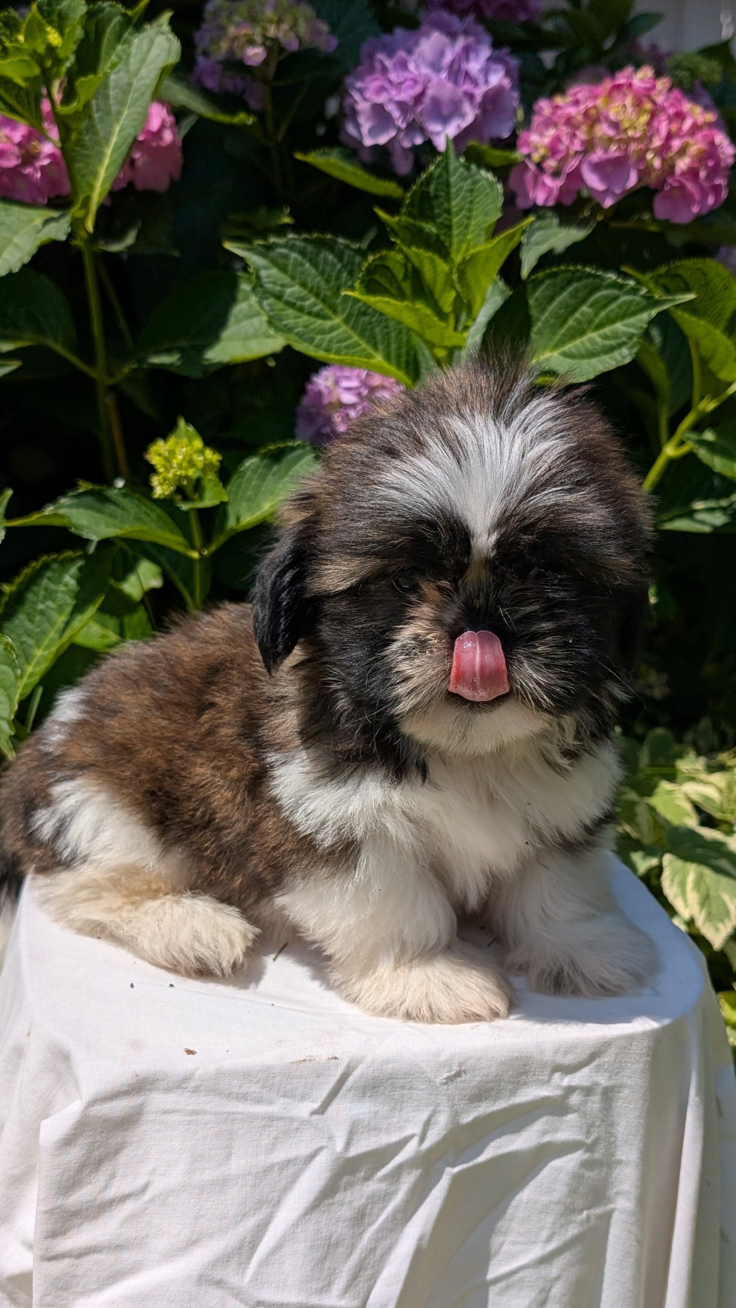 SHIH TZU (05/17) MALE
