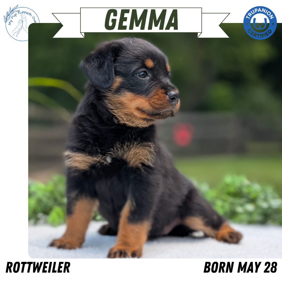 ROTTWEILER (05/28) FEMALE