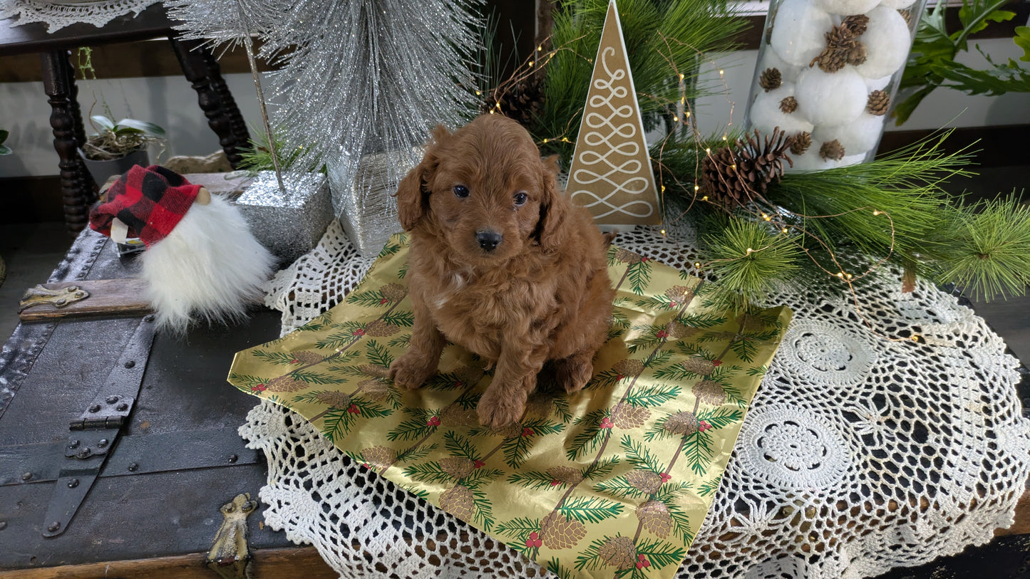 CAVAPOO (10/10) MALE