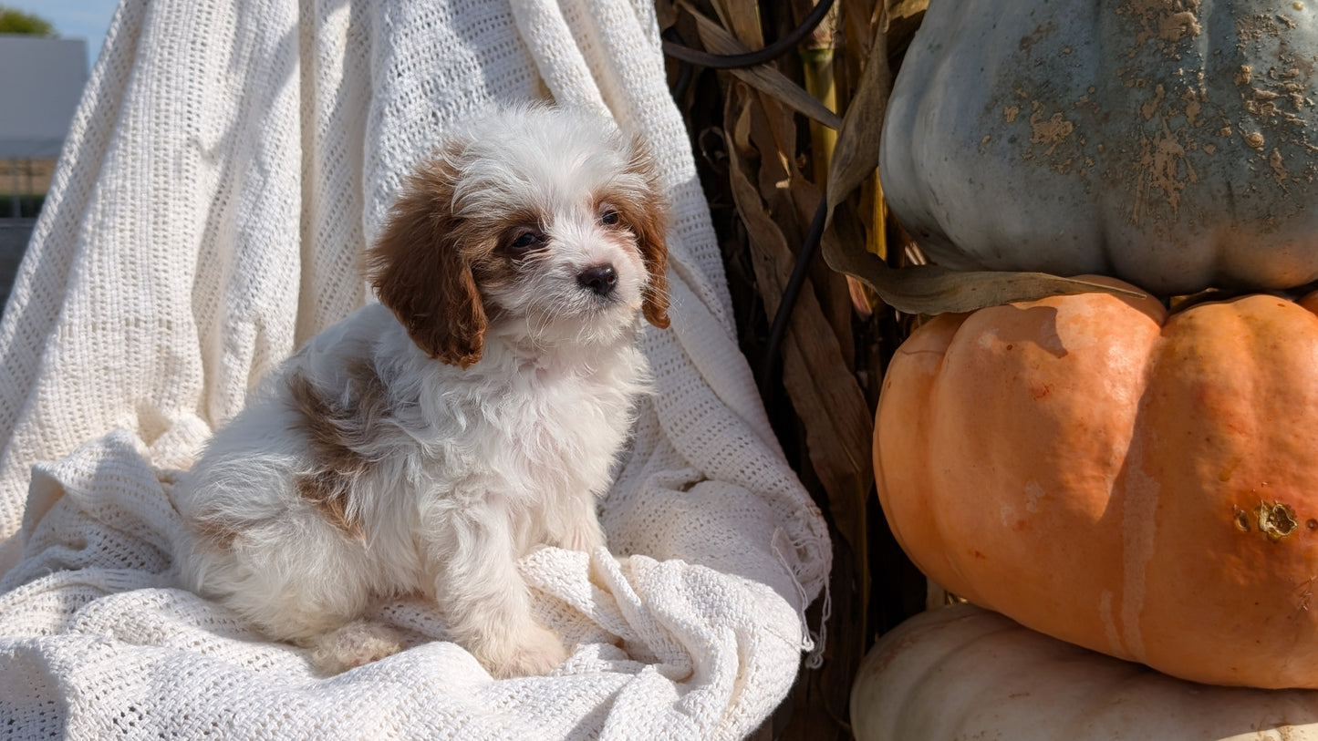 CAVAPOO (07/26) MALE