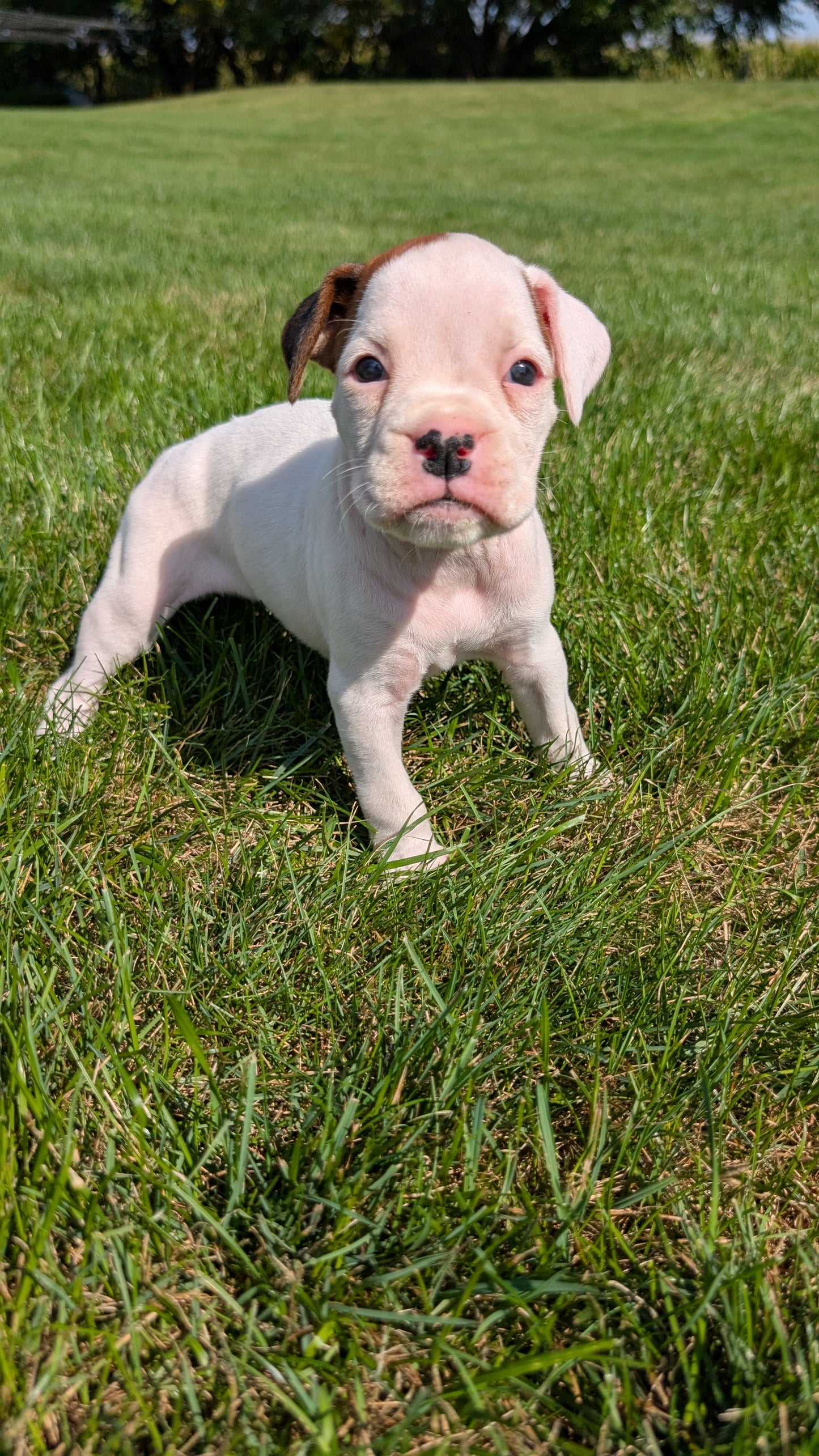 BOXER (08/20) FEMALE