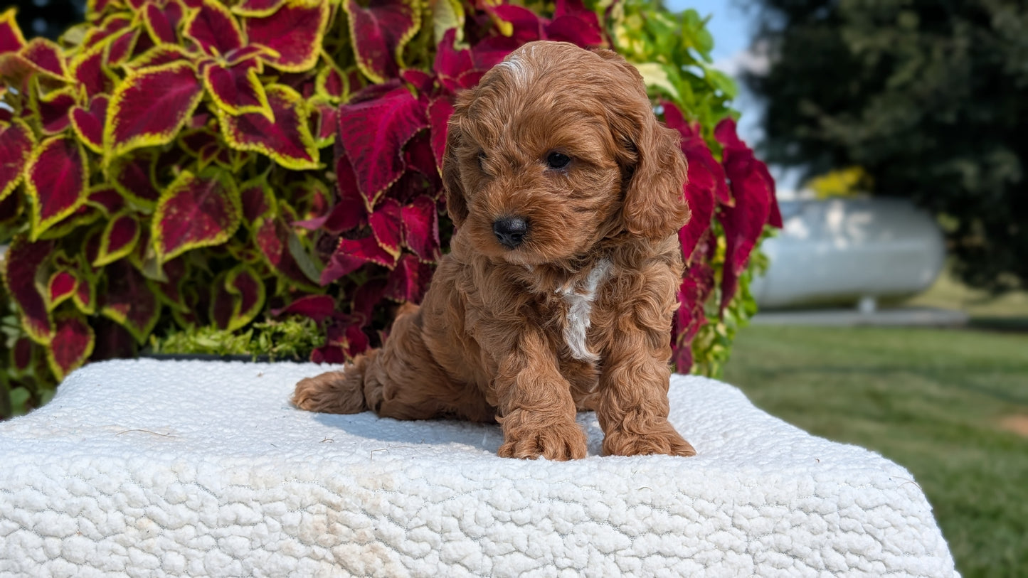 CAVAPOO (07/06) MALE