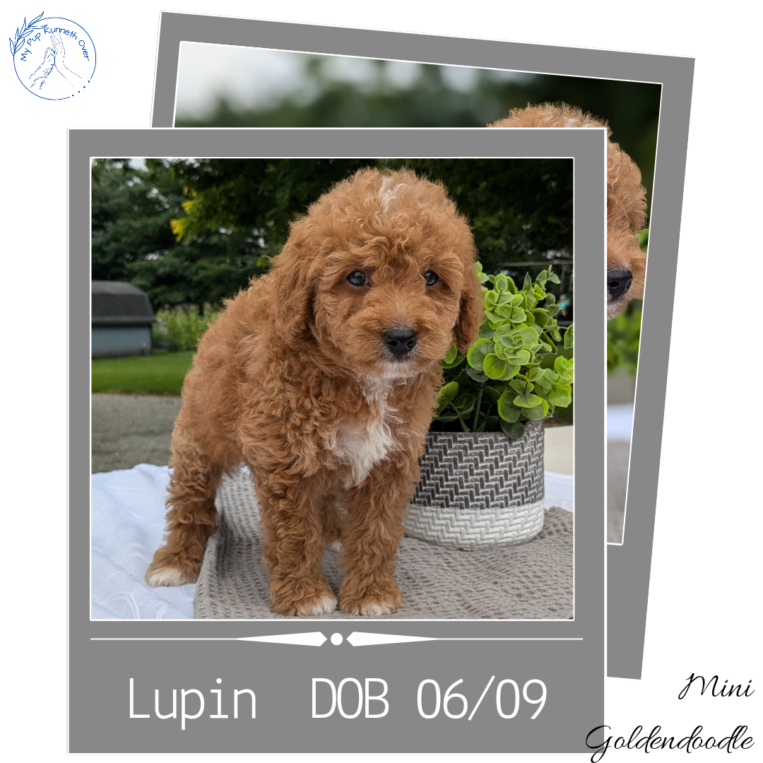 MINI GOLDENDOODLE (06/09) MALE