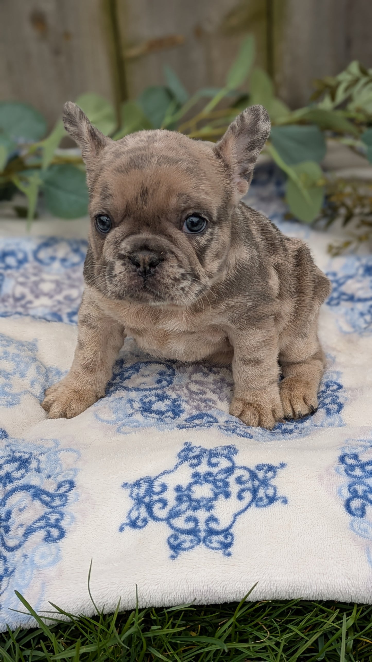 FRENCH BULLDOG (03/04) FEMALE