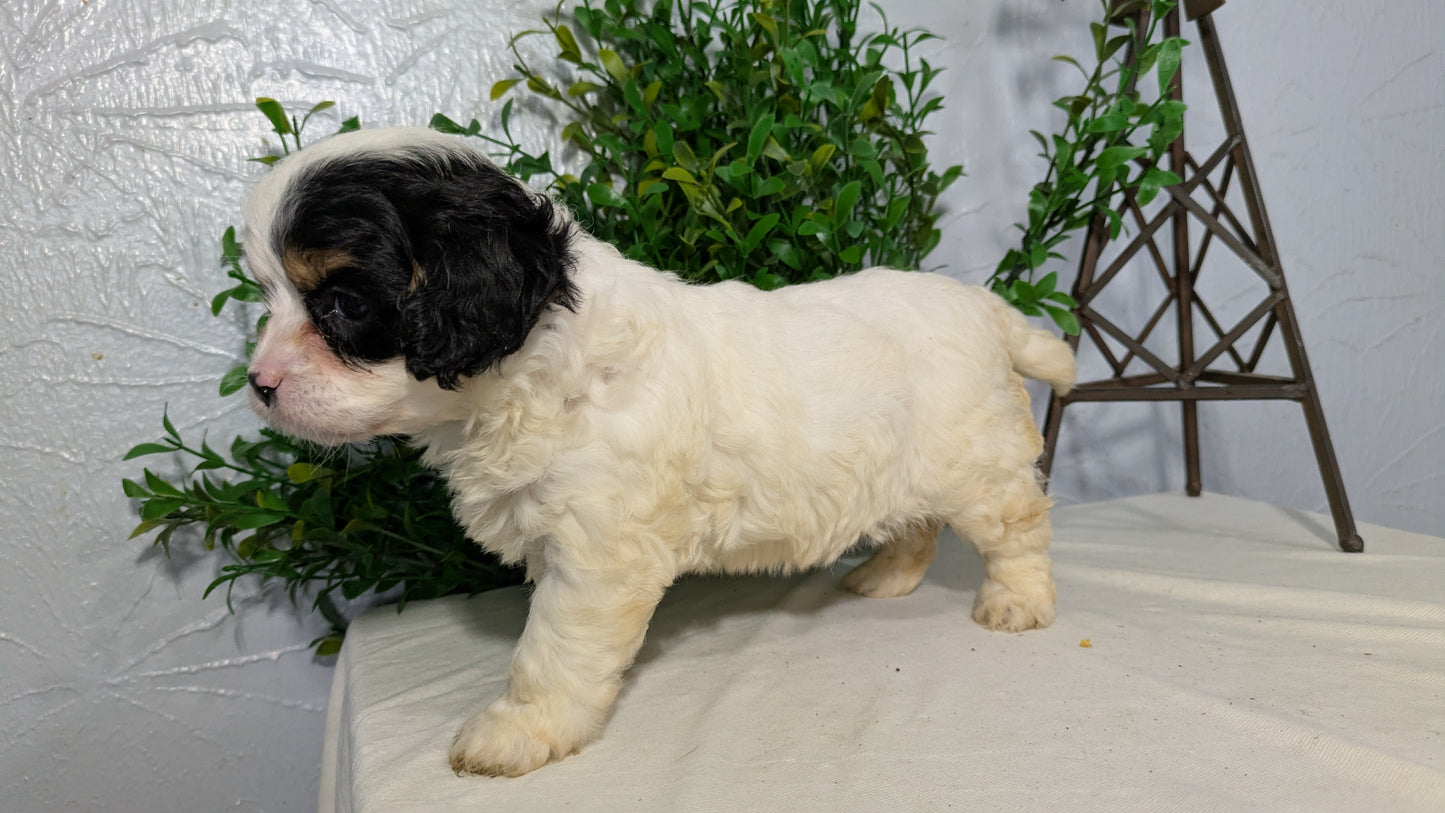 CAVAPOO (02/17) FEMALE